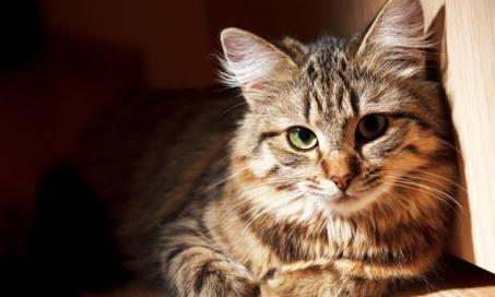 Brain Tumors in Cats – Not Always a Death Sentence