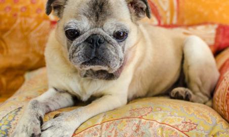 Heartbreak of Losing a Pet Can Be Cushioned With Planning