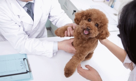 How to Understand What Your Vet is Trying to Tell You
