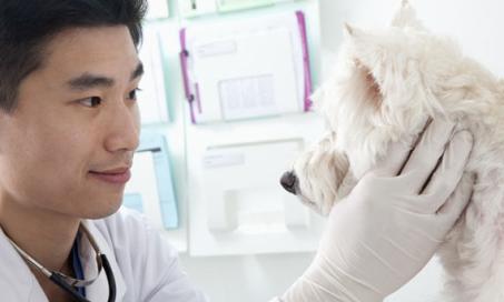 The Secret Lives of Veterinary Doctors
