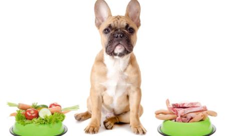 The Truth About Food Allergies in Dogs