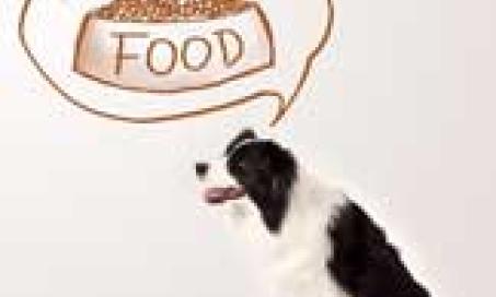 Why Diets for Pets with Food Allergies Fail