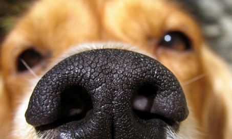what does it mean when a dogs nose is dry and warm