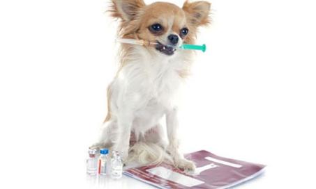 A New Insulin for Diabetic Dogs