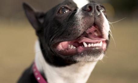 Are Dental Implants Good for Pets?