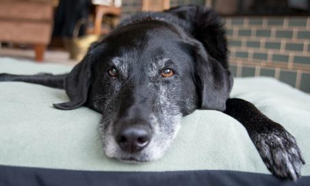 Listen With Your Eyes to Tell if Your Pet is in Pain