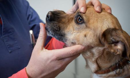 'Why Do Different Doctors Treat Pet Cancer Differently?' and Other Questions Answered