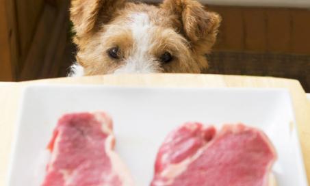 Raw Diets and Hyperthyroidism in Dogs