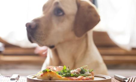 'Rich' Ingredients on the Pet Food Label Are Worthless