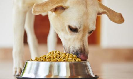 Feeding Dogs with High Blood Fat