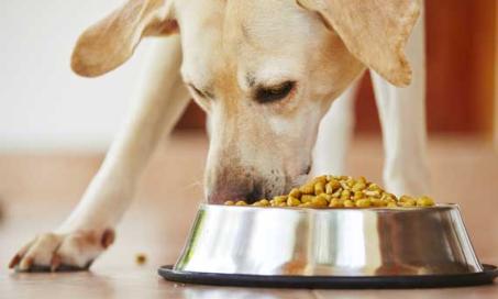 Is Grain-Free Really Better for Dogs?