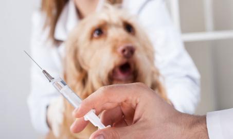 Using Viruses to Treat Cancer in Pets