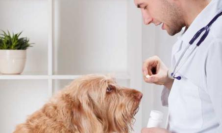 is taurine harmful to dogs