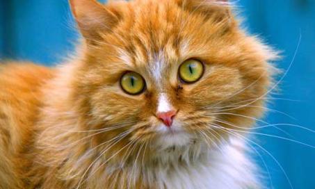 Does Breed Make a Difference in a Cat's Urine Odor?
