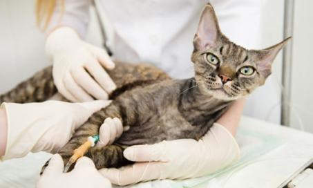 Finding the Causes of Cancer in Cats and Dogs