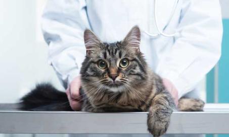 New Heart Disease Drug for Dogs Works for Cats, Too