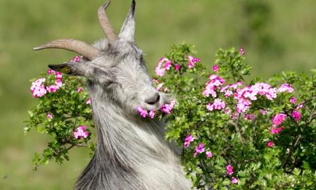 The Case of the Vomiting Goats