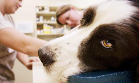 Behind Every Good Veterinarian is an Even Better Veterinary Technician