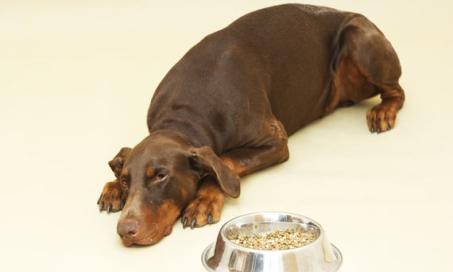 Why Large Breed Dogs Have Poorer Food Digestion