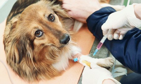 新的肾脏测试对狗和猫有多大帮助?