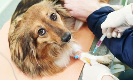 Are Specialists Really a Necessary Part of Cancer Care for Pets?