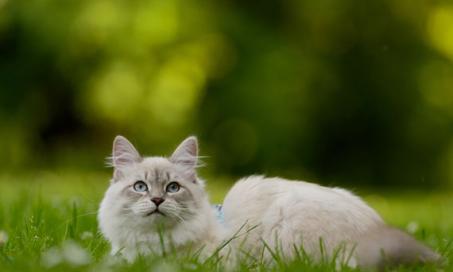 7 Tips for Keeping Your Cat Happy