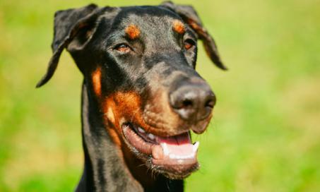 The Role of Diet in Treating Epileptic Dogs