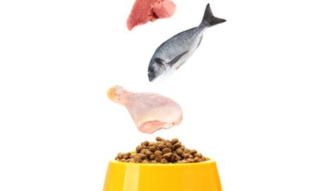关于宠物食物中的蛋白质你需要知道什么