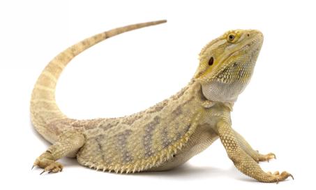 10 Things You Didn't Know About Bearded Dragons