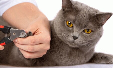如何修剪猫的指甲