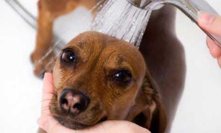 人类洗发水可以用在狗身上吗?保持狗狗皮肤的pH值