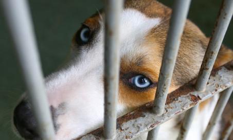 DNA测试让收容所的狗更容易被收养