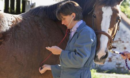 Pain in Horses Frequently Overlooked