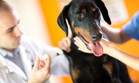 How Does a Pet Insurance Company Determine the Premium?
