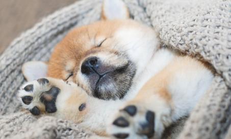 Your New Puppy: The Ultimate Puppy Sleeping Guide