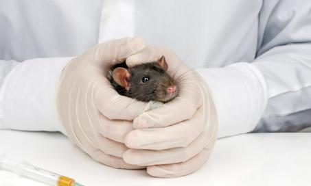 Cancer Treatment for Small Animals