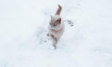 避免猫寒冷天气的错误