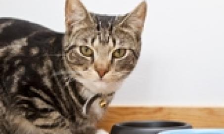 What You Should Know About Diabetes in Cats