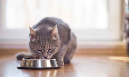 Kidney Diets for Cats: What to Look for