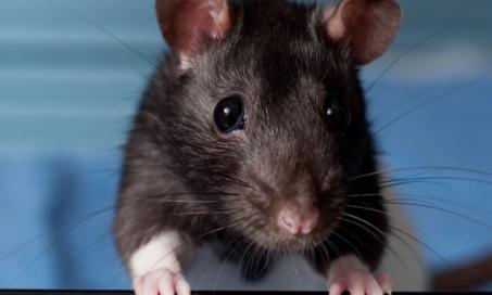 Don't Overlook Rats as Pets