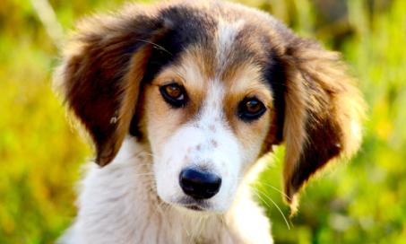 狗狗腹泻的原因和治疗方法