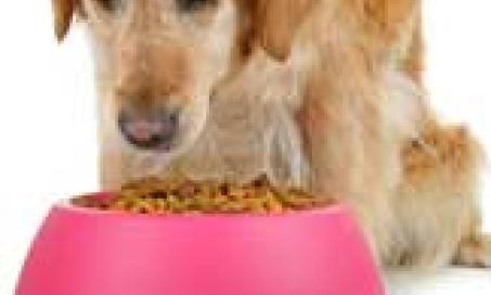 How Much Food Should an Overweight Dog Get?