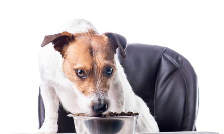 Fats and Oils: Good for Your Dog’s Health?