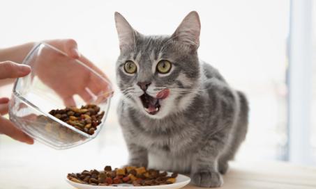 我的猫该喂多少?