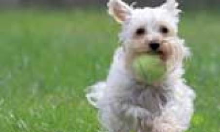 Top Five Holistic Pet Cancer Prevention Tips