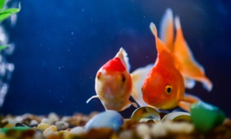 Dropsy - Excessive Swelling in Fish Due to Kidney Failure
