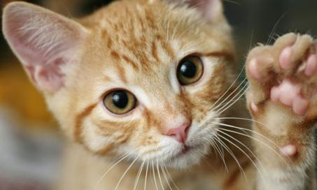 Why FIV is Not a Death Sentence for Cats