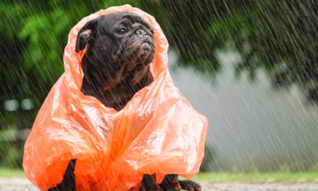 雨水会危害宠物安全吗?