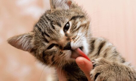 Your Pain Relief Cream Could Kill Your Cat