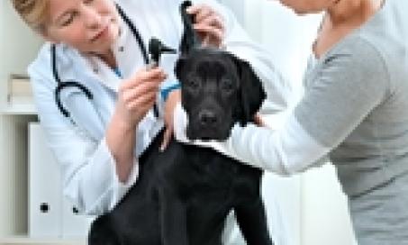 Can You Trust Your Vet's Advice?